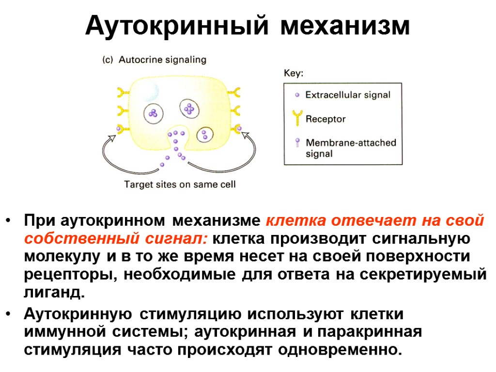 Аутокринный механизм При аутокринном механизме клетка отвечает на свой собственный сигнал: клетка производит сигнальную